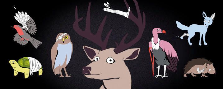 Wildlife Hospital Israel: brand identity board