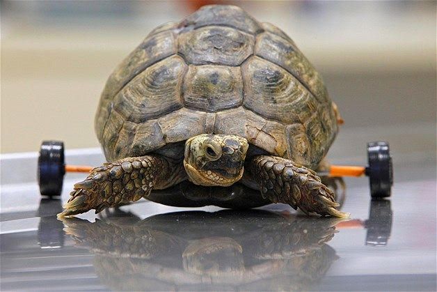 Wildlife Hospital Israel: wildlife hospital 3