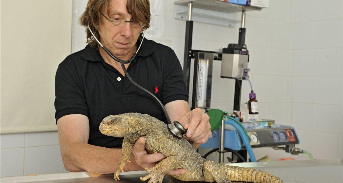 Wildlife Hospital Israel: wildlife hospital 4
