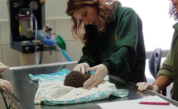 Wildlife Hospital Israel: wildlife hospital 5
